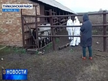 38 миллионов рублей компенсации за уничтоженный скот выплатили жителям Туймазинского района