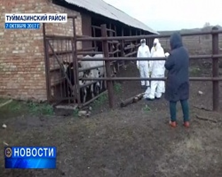 38 миллионов рублей компенсации за уничтоженный скот выплатили жителям Туймазинского района