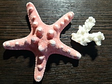 Жители Новосибирска лидируют по попыткам незаконного провоза кораллов