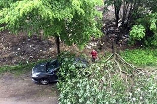 На улице Куйбышева упавшее дерево раздавило «Мерседес»