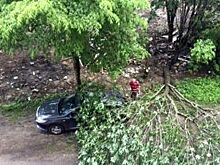 На улице Куйбышева упавшее дерево раздавило «Мерседес»