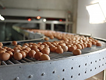 Годовой объем производства сельхозпродукции в Костромской области вырос на 3,4%