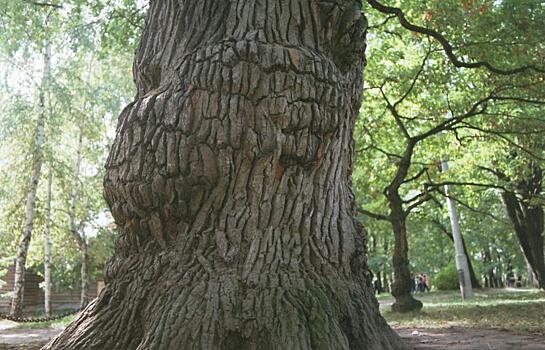 В Германии дуб раздавил палатку с сотрудницей детского лагеря