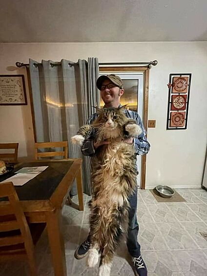 Чем котика больше, тем лучше!