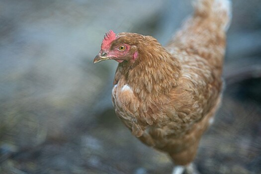 Росприроднадзор оштрафовал птицефабрику «Новороссийск»