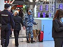 Собак надрессировали определять больных коронавирусом в аэропортах