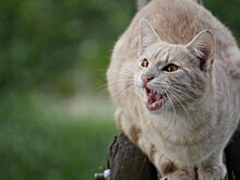 Как вылечить запор у кота: причины и помощь