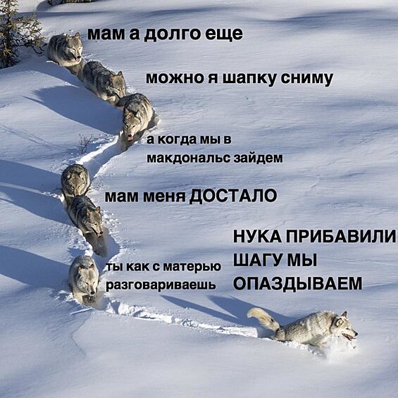 "В обсуждениях того, что шерстяной волчара это волчица не вижу упоминаний, что это не просто волчица, это МАМКА, за нею батя, а за ними их выводок. То есть это вот так примерно...", —подписал актуализированный мем один из пользователей Twitter.