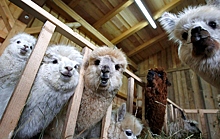 Ламы спасут датских овец от волков