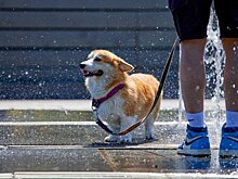 Кинологи рекомендовали при тепловом ударе у собаки смочить ей водой лапы и уши
