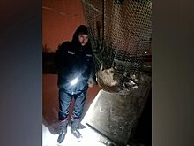 Подмосковные спасатели вытащили упавшую в колодец кошку