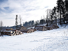 Алтайский депутат незаконно вырубил деревья на почти 5 миллионов рублей: его арестовали