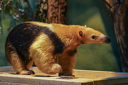 Evolution: способность к поеданию муравьев  возникала 12 раз за 66 миллионов лет