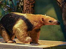 Evolution: способность к поеданию муравьев  возникала 12 раз за 66 миллионов лет