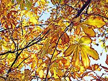 Жителям Центральной России пообещали аномально теплую погоду