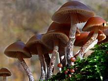 Мухомор прикинулся зонтом: биологи предупредили о нашествии ядовитых грибов в Подмосковье