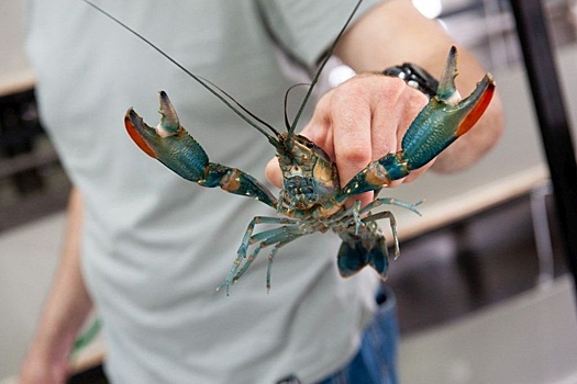 На Алтае открыли уникальную ферму: мальков завозили самолетом