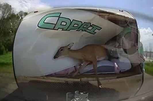 Момент столкновения косули с кемпером попал на видео в США