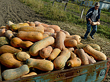 Финансист предупредил россиян о налоге при продаже овощей с огорода