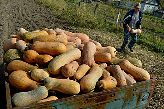 Финансист предупредил россиян о налоге при продаже овощей с огорода