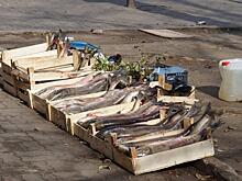 Стихийные рыбные рынки в Хабаровском крае будут штрафовать