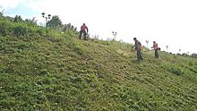 Трава на обочинах: в Орле выкосили более 12 га сорняков