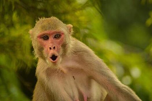Что известно о выявленных в мире случаях заражения оспой обезьян