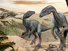 Палеонтологи нашли в Аргентине скелет динозавра возрастом около 230 млн лет