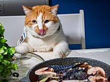 Рыбный день: два рецепта от крымских татар для кота Мостика