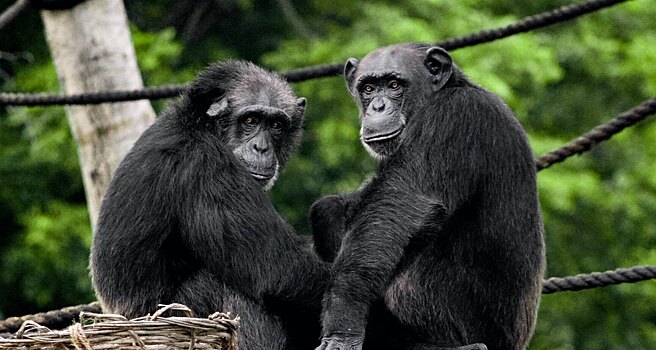 В уникальном племени вымирающих шимпанзе в Гвинее пополнение: событие отпраздновали и ученые, и местные жители