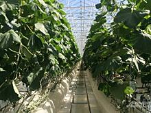 Арендатор тепличного комбината «Индустриальный» приступил к посеву овощей