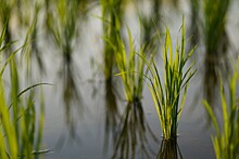 Урожай риса в 2023 году может превысить 1 млн тонн