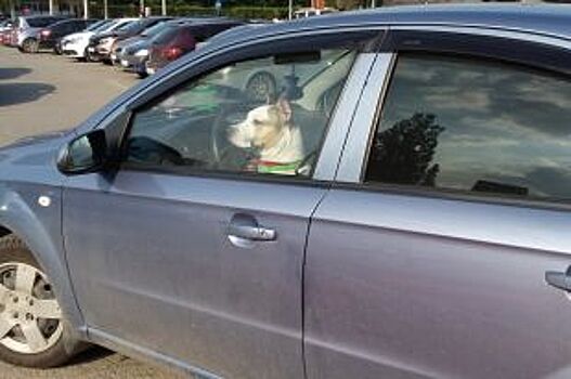 Как перевозить собаку в машине?