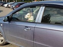 Как перевозить собаку в машине?