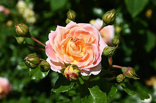 В Москве в декабре расцвели анютины глазки и розы