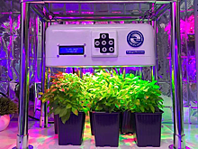 «Умная» сити-ферма повысит урожайность базилика