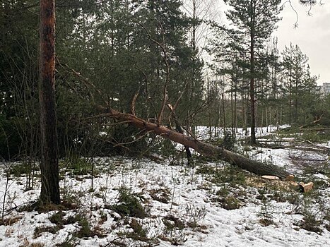 В Петрозаводске на Ключевой у карьера начали массово вырубать лес