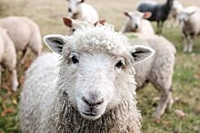 Овцы по неизвестной причине без остановки ходили по кругу 12 дней