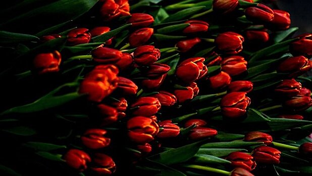 В Саратовской области пройдет фестиваль тюльпанов