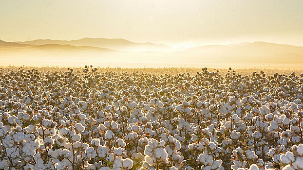 Правительство Египта запускает инициативу по стимулированию хлопковой промышленности