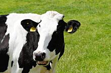 Селекцию коров с заданными свойствами молока осуществят в Ставропольском ГАУ