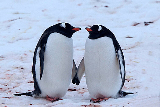 В Московский зоопарк завезли папуанских пингвинов