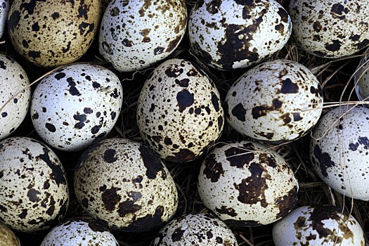 Для мозга и щитовидки: чем полезные перепелиные яйца детям и взрослым. Коротко