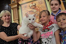 Хрустальный замок кошек. Школьники помогли победить злодея и раскрыли секрет доброты