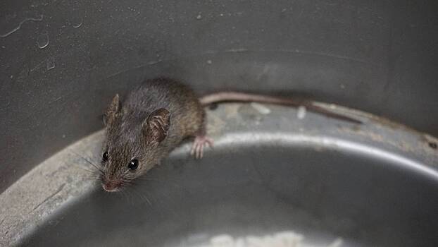 Россиян призвали делать мышеловки из ведра и палок