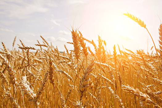 Россия снижает цены на экспорт пшеницы в Турцию