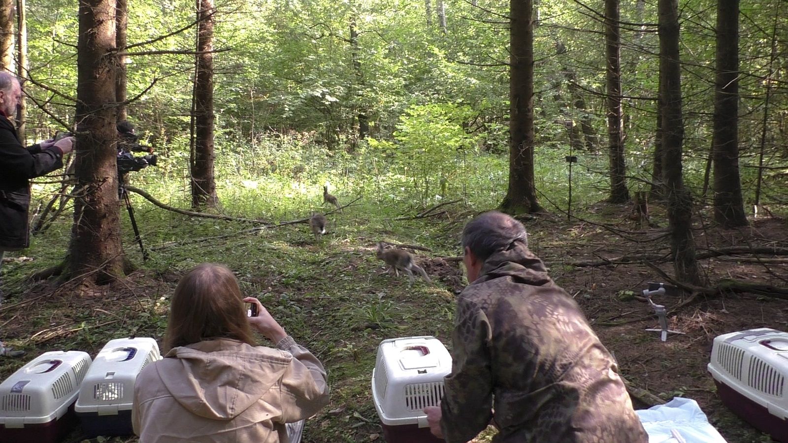 В ТиНАО выпустили в дикую природу 27 зайцев