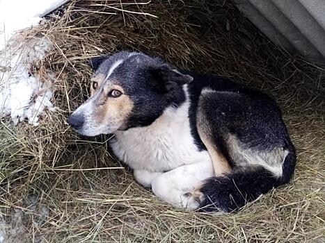 Ветеринары Забайкалья помогли собаке, пострадавшей от стаи волков