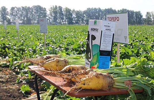 Проблем с семенами сахарной свеклы в Башкортостане нет