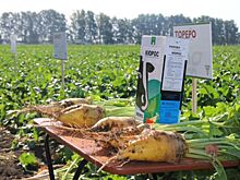 Проблем с семенами сахарной свеклы в Башкортостане нет